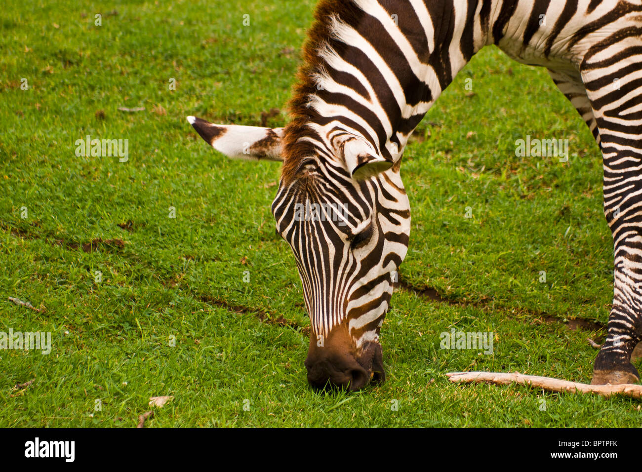 Zebras are African equids best known for their distinctive black and white stripes. Stock Photo