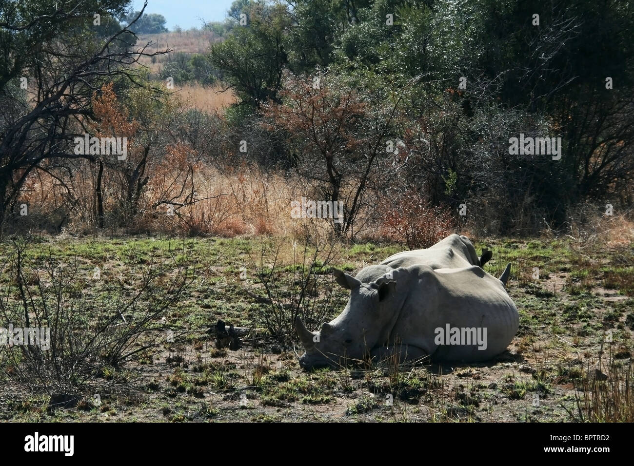 Rhinoceros in the South African safari park Stock Photo