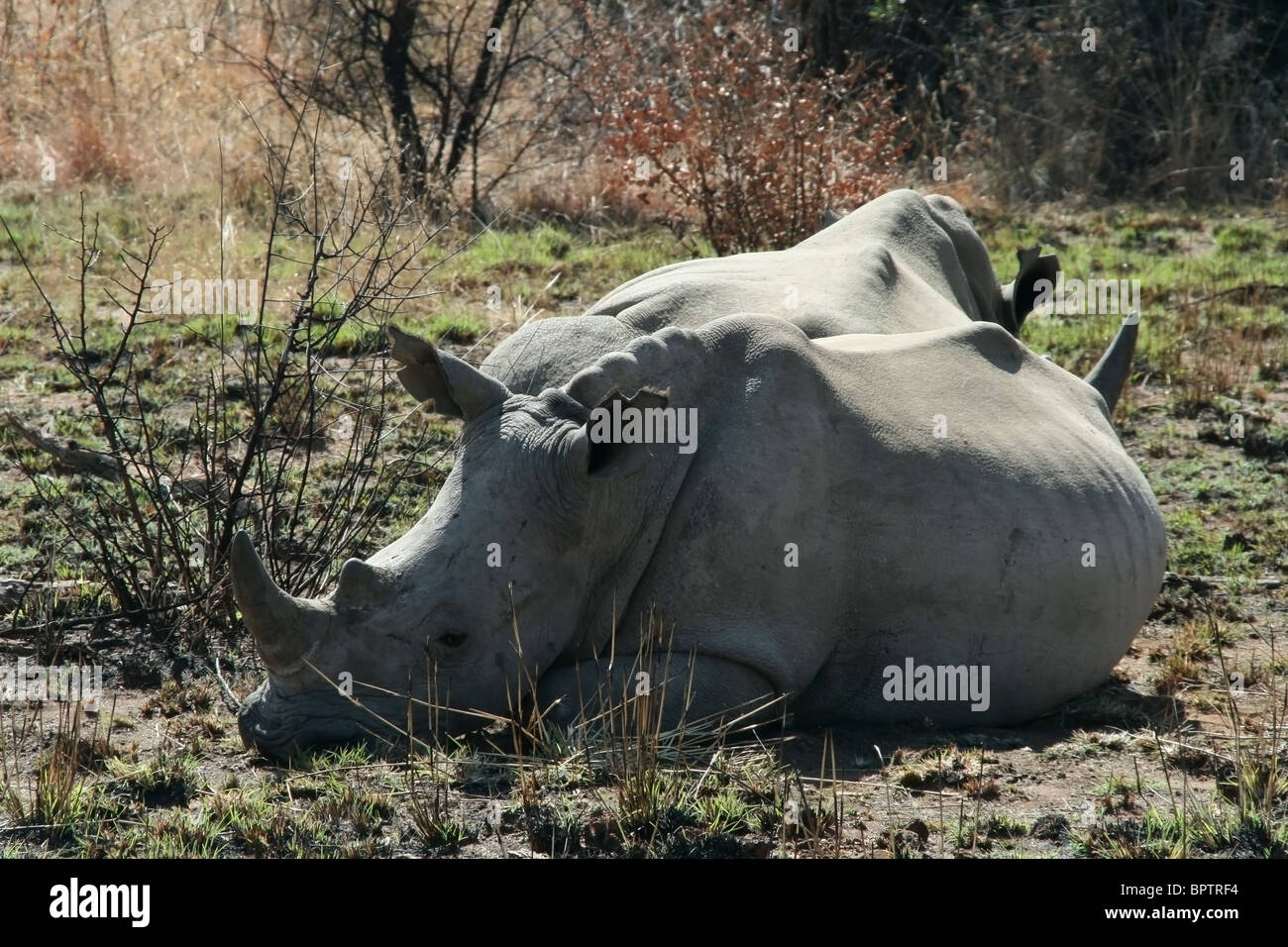 Rhinoceros in the South African safari park Stock Photo
