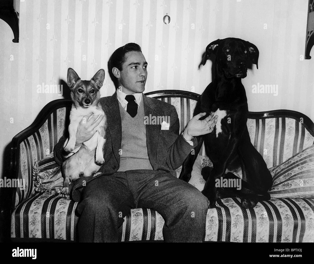 RICHARD TODD WITH DOGS ACTOR (1952) Stock Photo