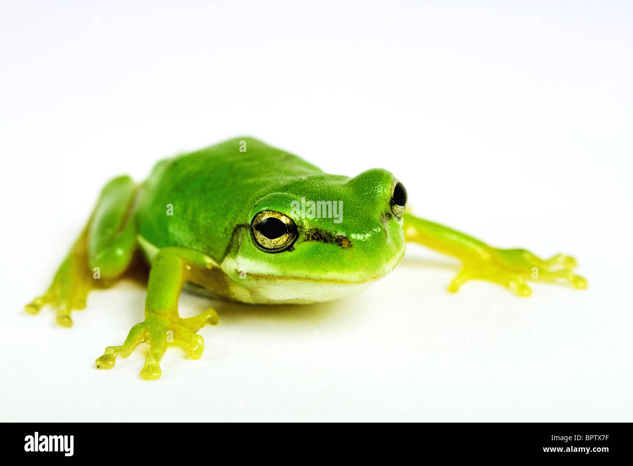 Little tree-frog on white background - close-up Stock Photo