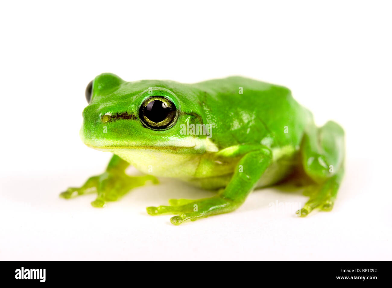 Little tree-frog on white background - close-up Stock Photo