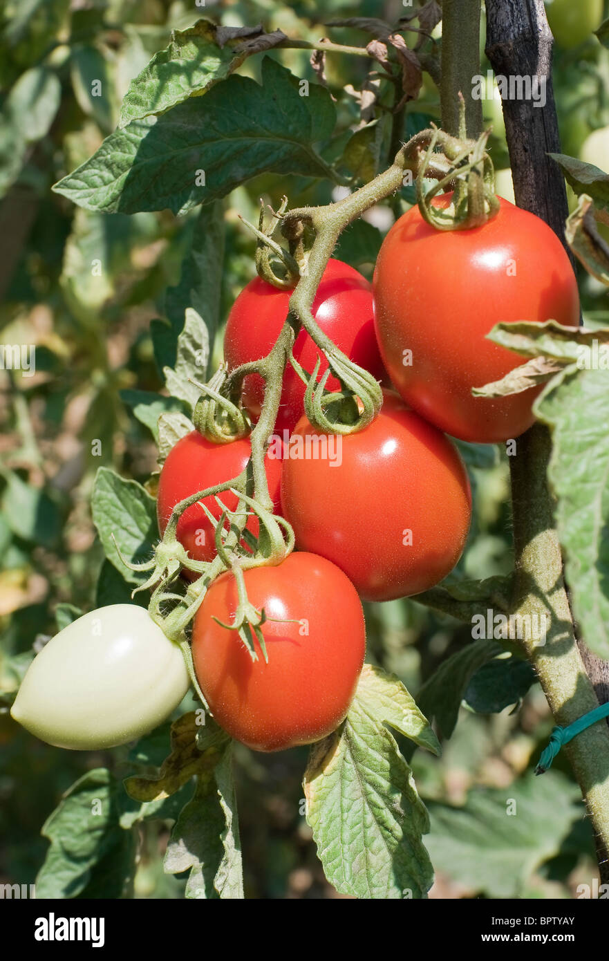 ripe cherry tomotoes in a biological crop Stock Photo