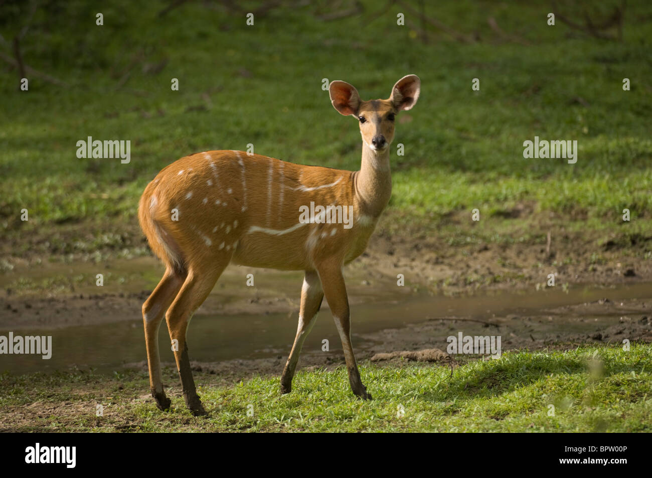 Bushbuck (Tragelaphus scriptus), Abuko Nature Reserve, the Gambia Stock Photo