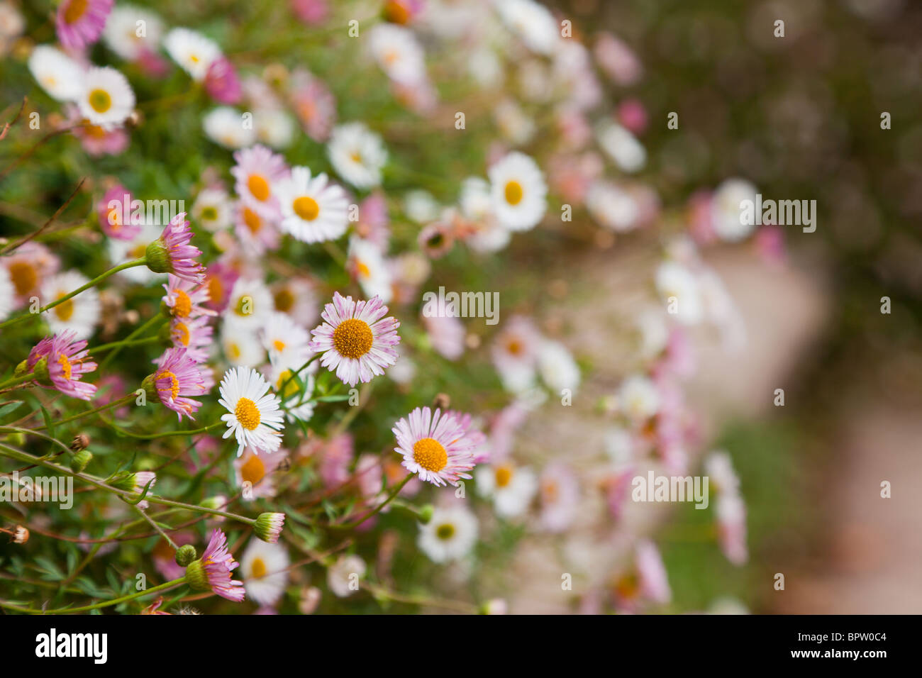 Pink and white Mexican Daisies growing from a wall in Hestercombe Gardens, Somerset.  The daises are self seeded and grow from anywhere, Stock Photo