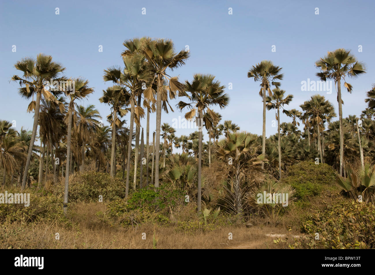 Rhun palms ( Borassus aethiopum), Bijilo Forest Park, Kololi, the Gambia Stock Photo