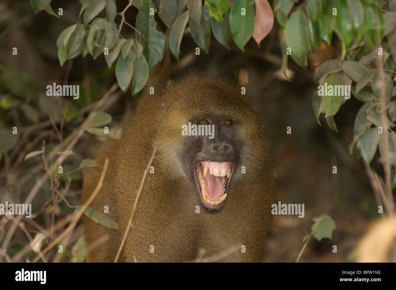 Guinea baboon (Papio papio), Makusutu, the Gambia Stock Photo