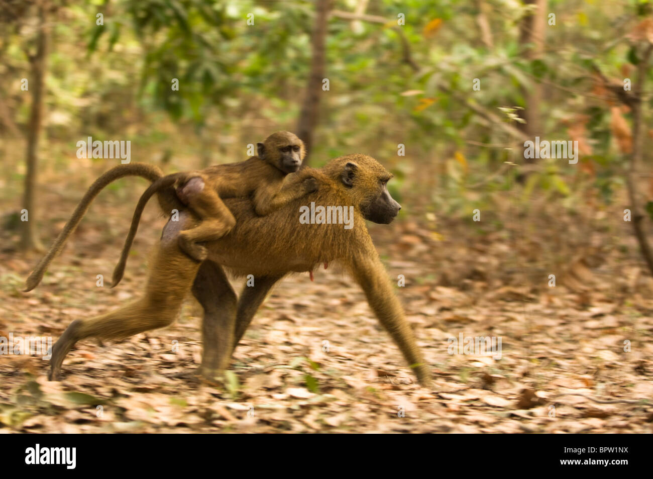 Guinea baboon with baby riding on its back (Papio papio), Makusutu, the Gambia Stock Photo