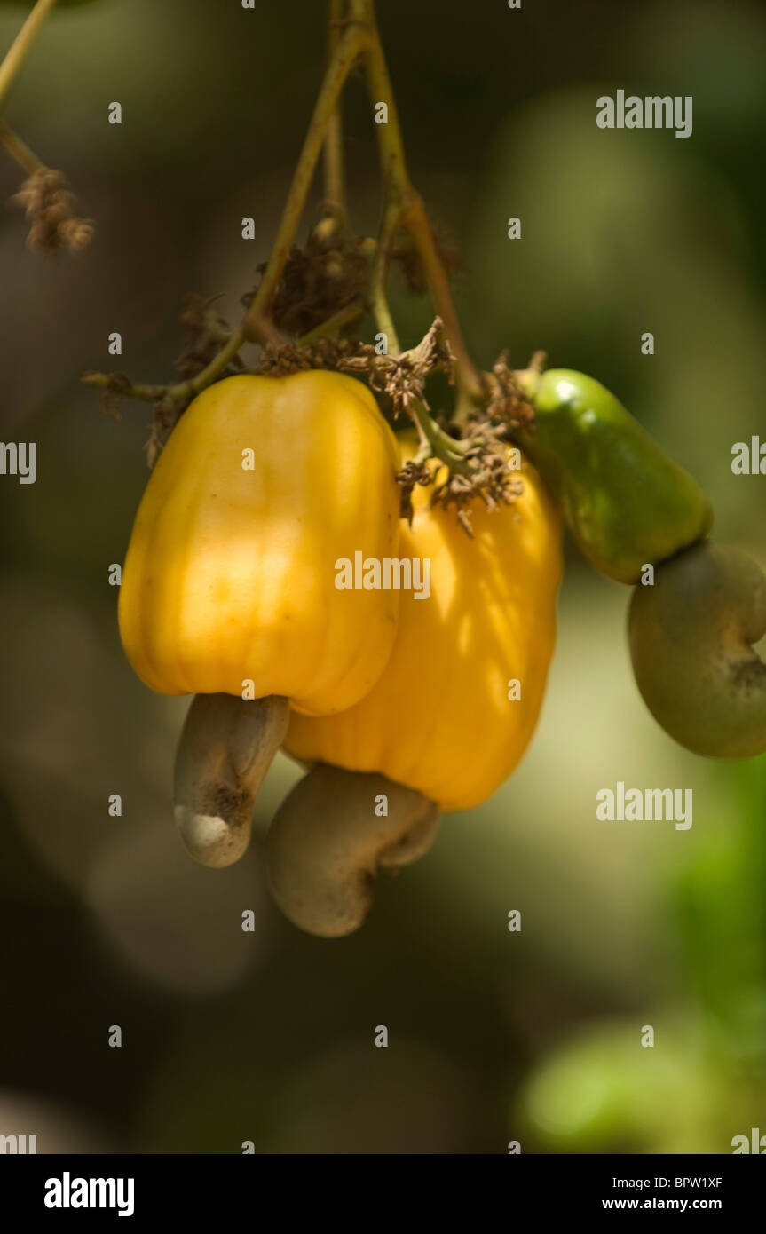 Cashew nut fruit, the Gambia Stock Photo