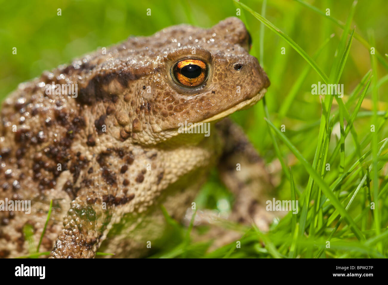 Common Toad (Bufo bufo) on lawn, Cambridgeshire, England,UK Stock Photo