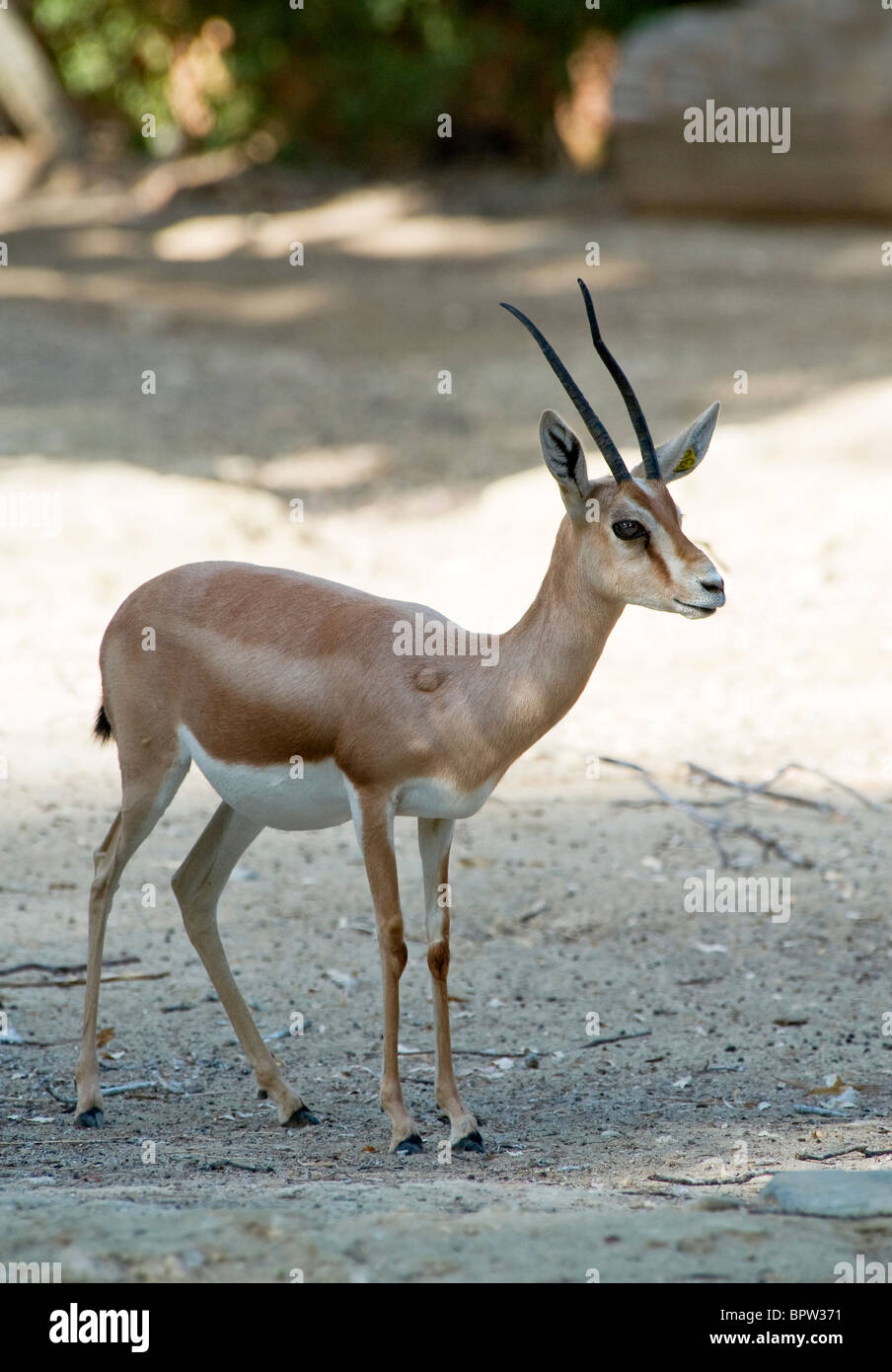 Gazelle standing hi-res stock photography and images - Alamy