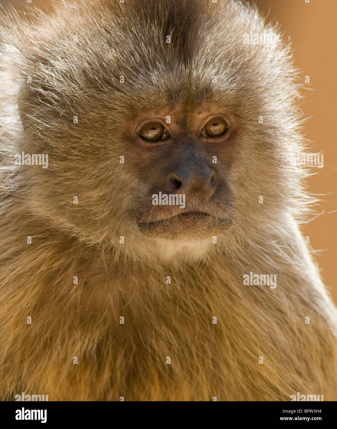 Closeup of a Weeper Capuchin Monkey Stock Photo