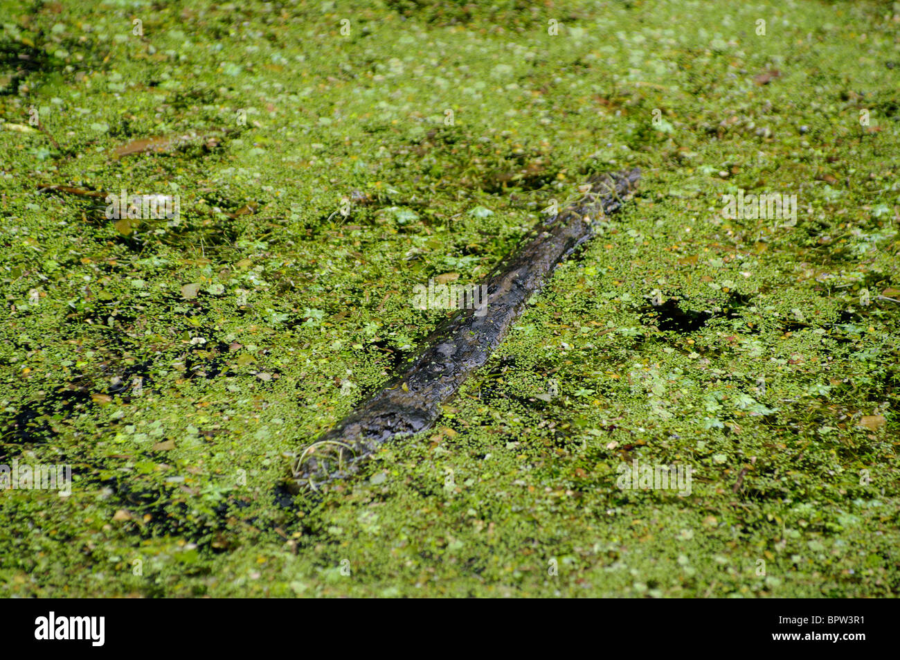 Log floating in pond surrounded by duck weed Stock Photo