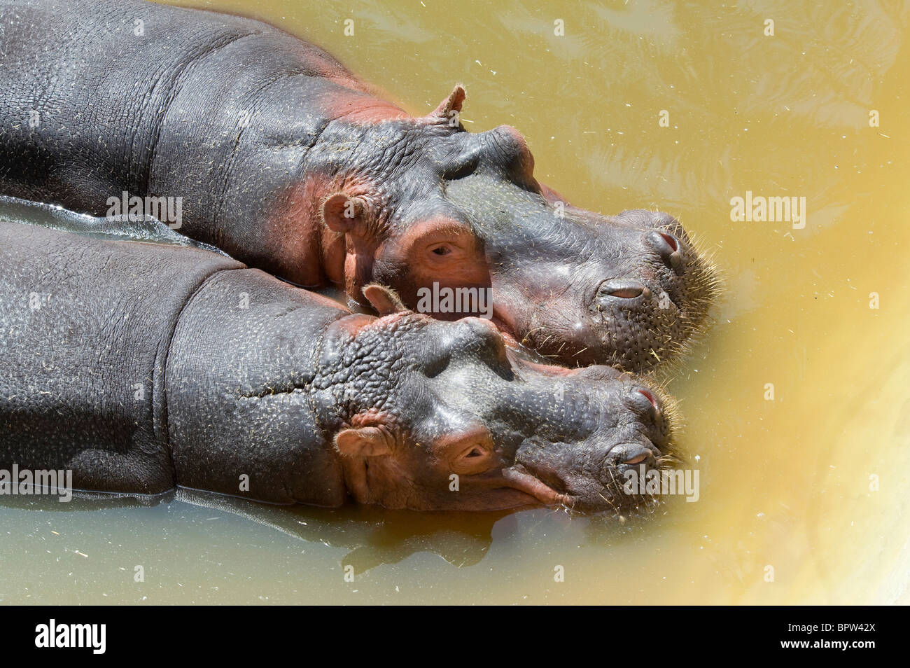 Closeup of two Hippopotamus in the water Stock Photo