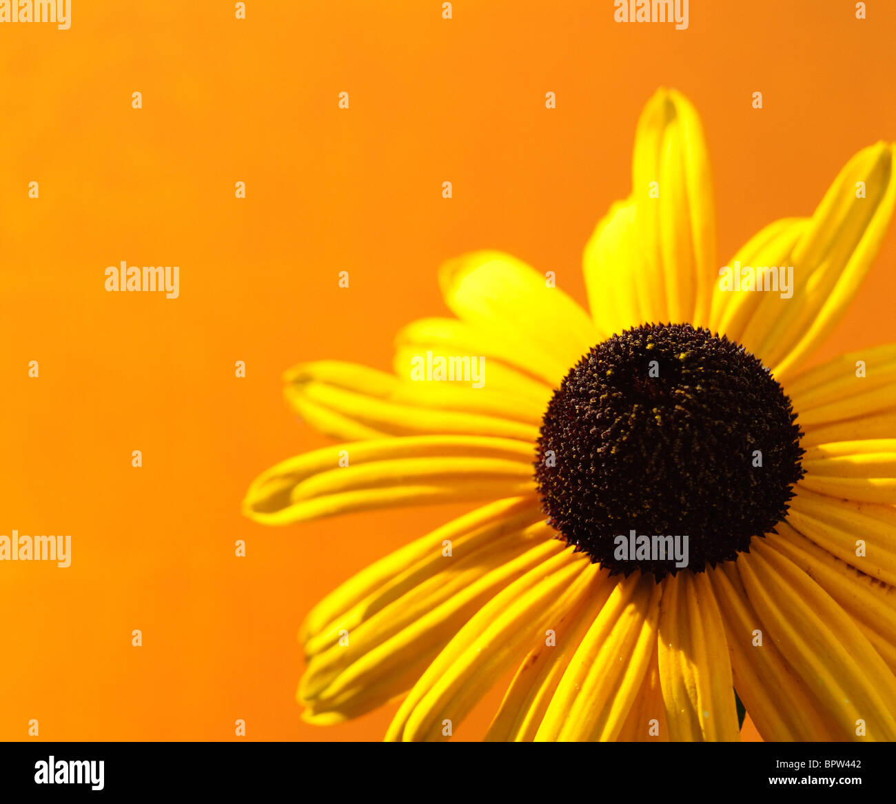 Image of a yellow coneflower. The image is made in a garden in germany. The yellow coneflower is part of the echinacea genus Stock Photo