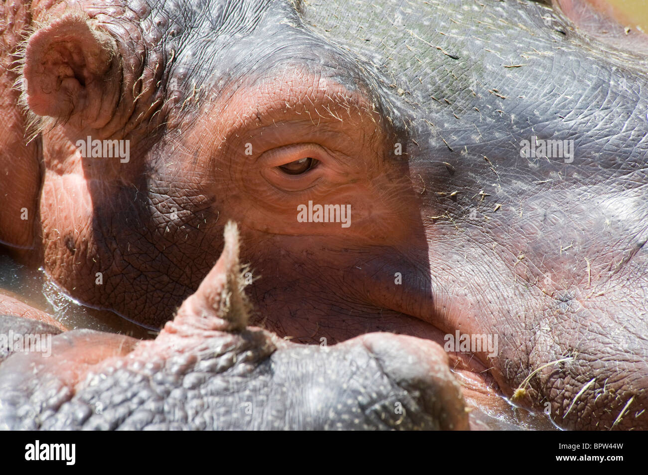 Closeup of a Hippopotamus's eye Stock Photo