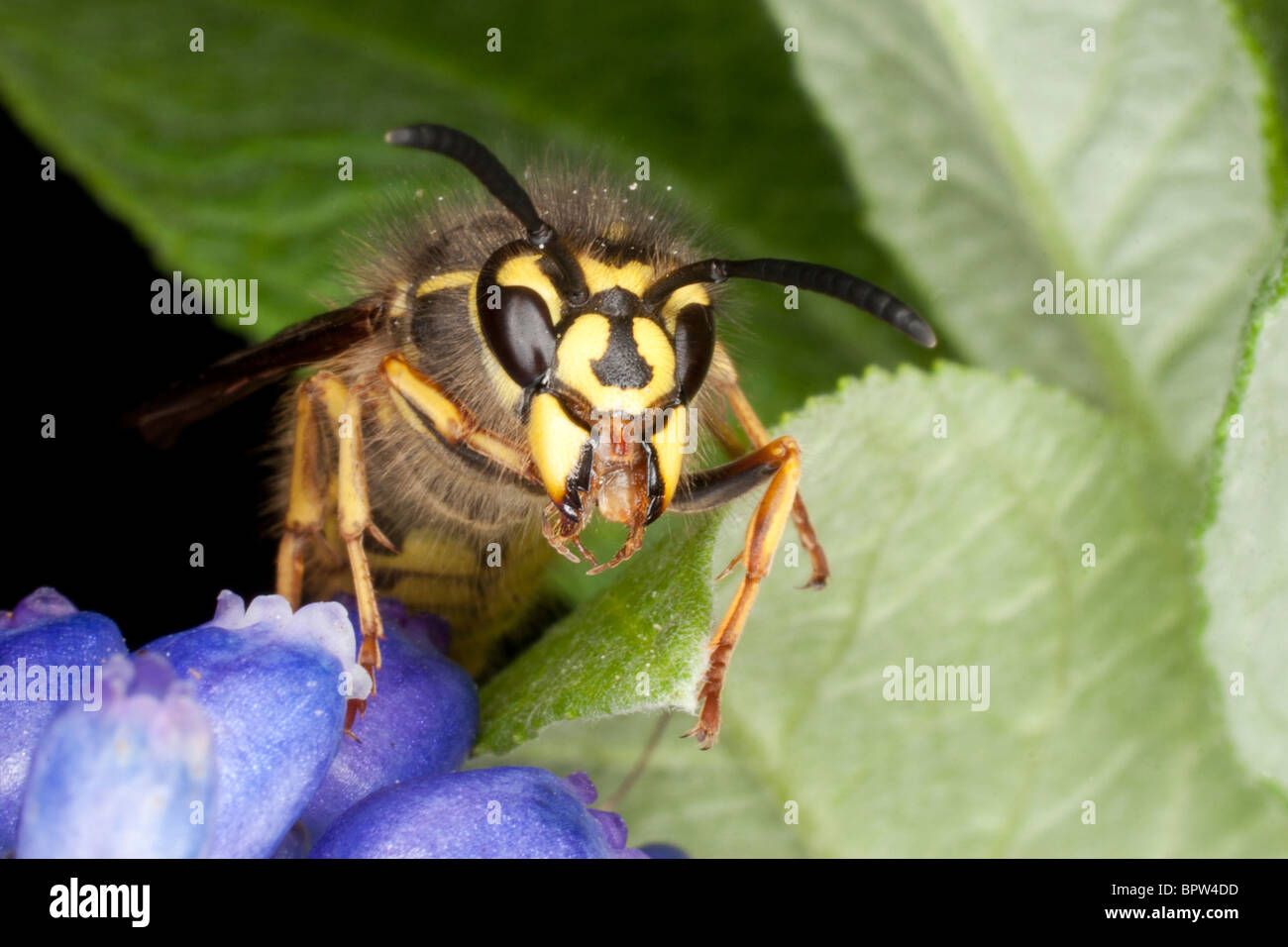Queen Wasp (Vespula Vulgaris) Cornwall. Jack Moon Photography Stock