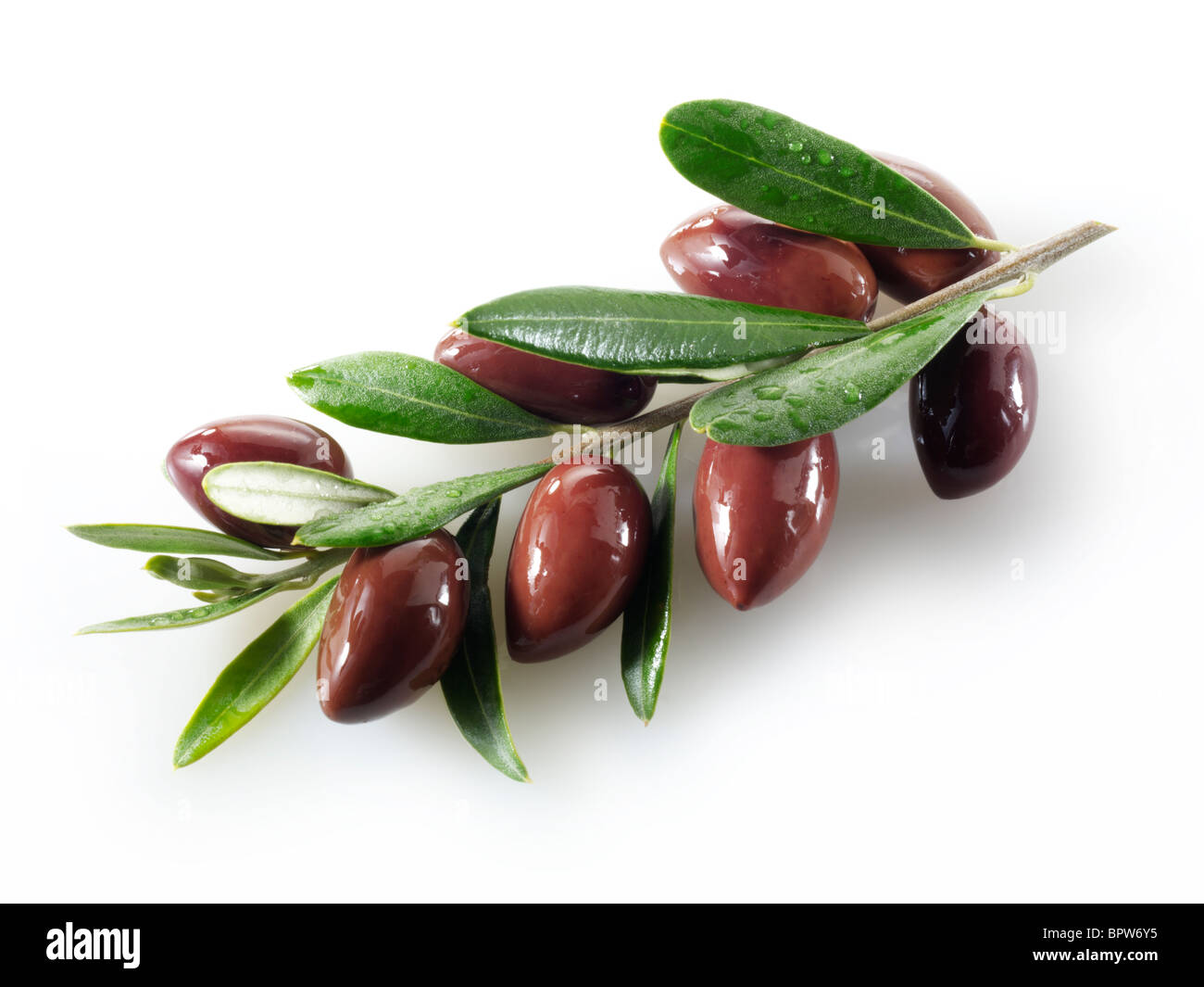 Fresh kalamata olives on an olive sprig photos, pictures & images. Cut out against white background Stock Photo