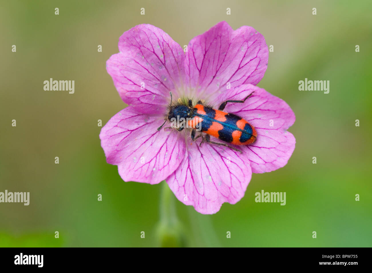 Bee Beetle or Bee Wolf (Trichodes apiarius), France Stock Photo