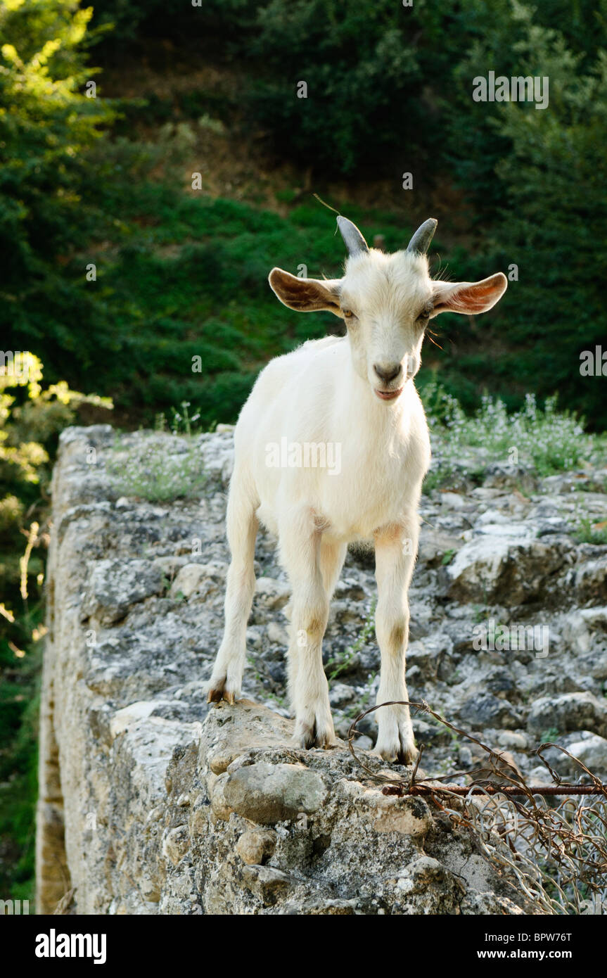 Young mountain goat / kid Stock Photo - Alamy