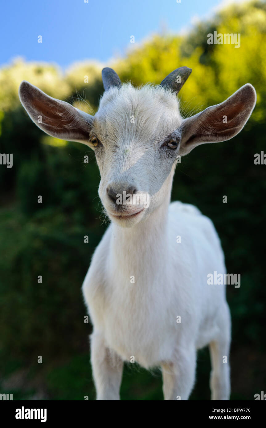 Young wild mountain goat / kid Stock Photo