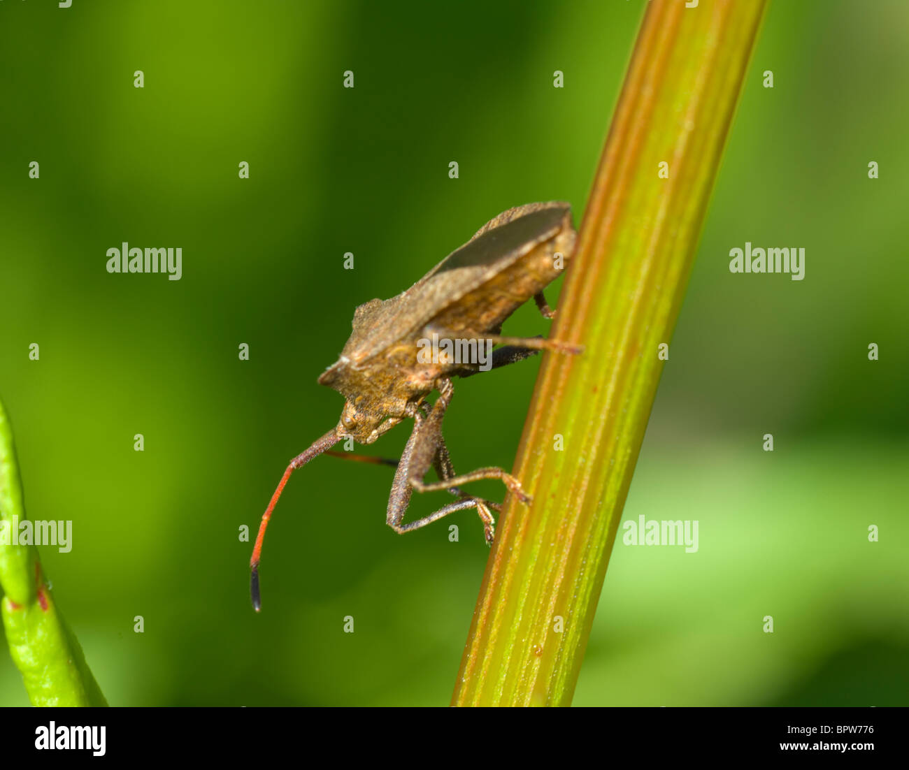 Squash Bug (Coreus marginatus), France Stock Photo
