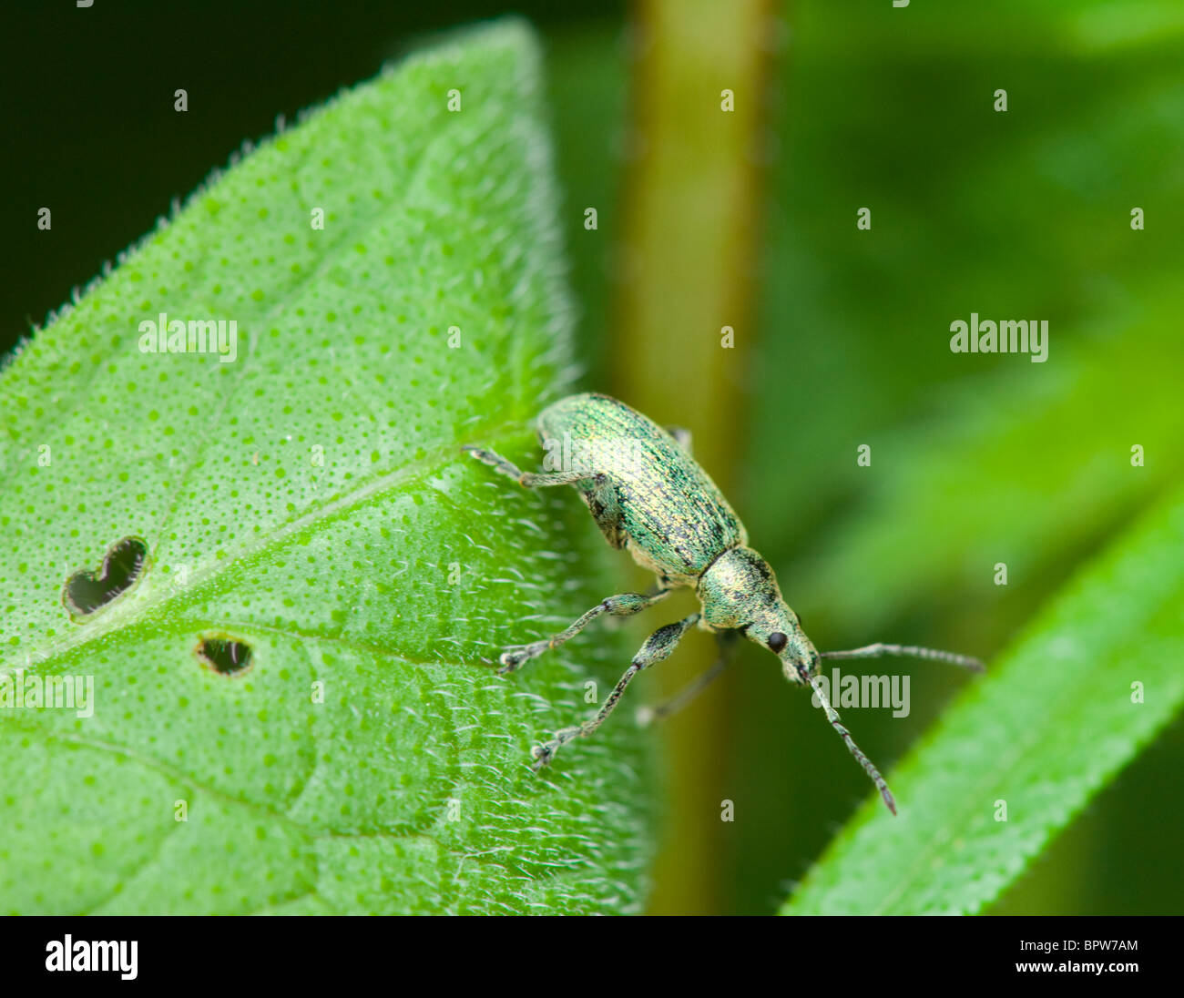 Weevil (Phyllobius argentatus), France Stock Photo - Alamy