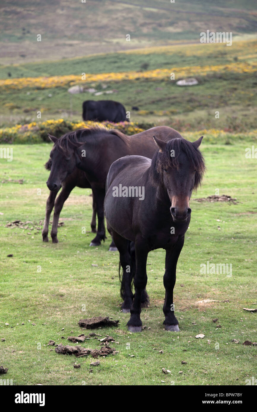 Ponies grazing on Dartmoor National Park, Devon, England Stock Photo