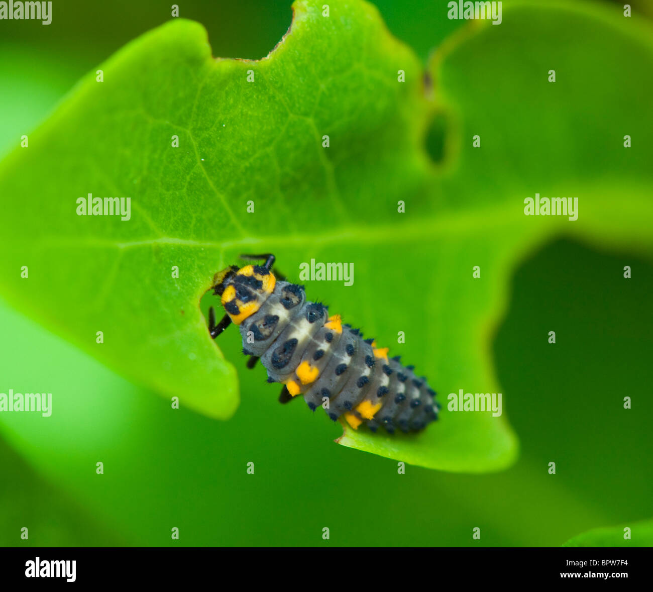 Larva of 7 spot Ladybird (Coccinella Coccinella septempunctata), France Stock Photo