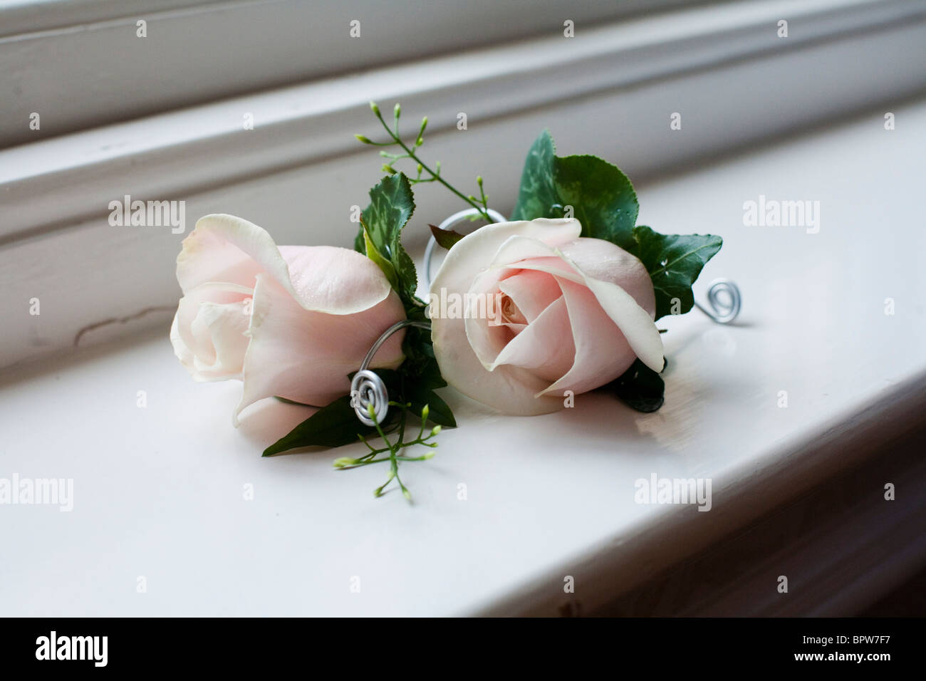 Wedding button hole pink roses Stock Photo