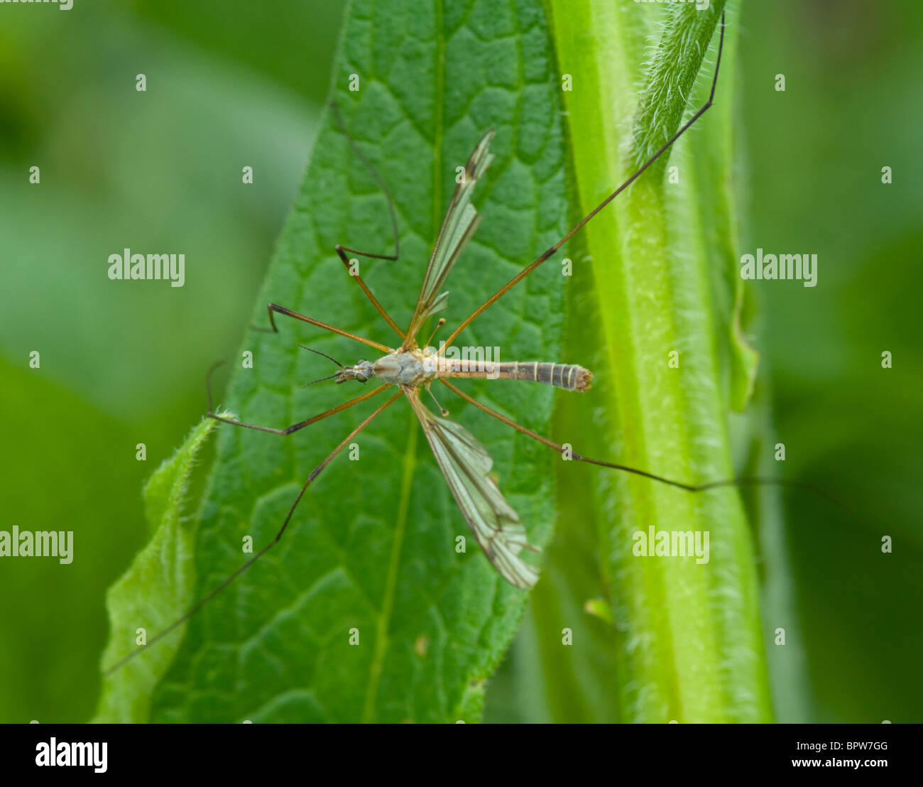 My Image 34