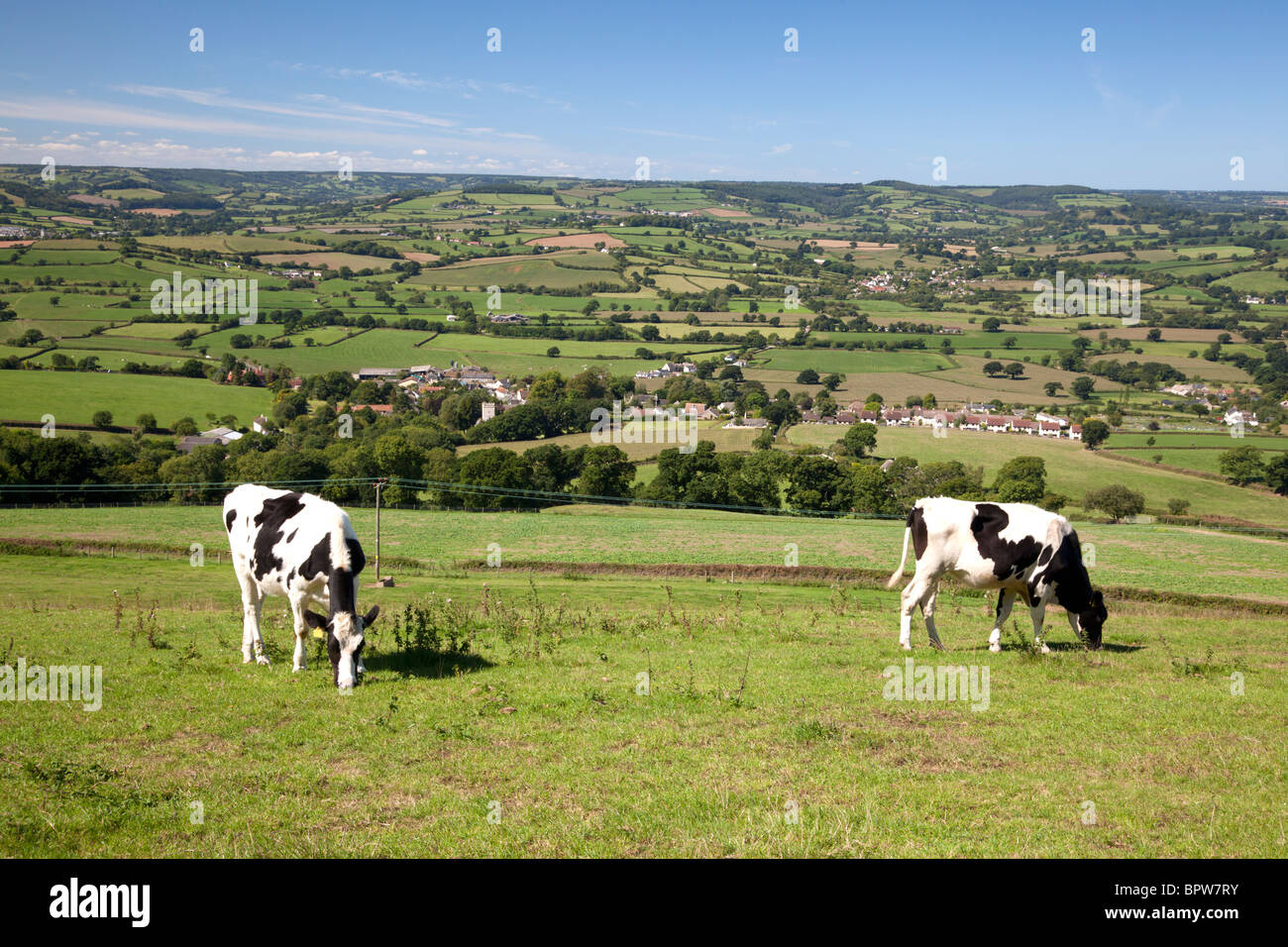 Cows grazing on the hillside above Musbury, Devon Stock Photo