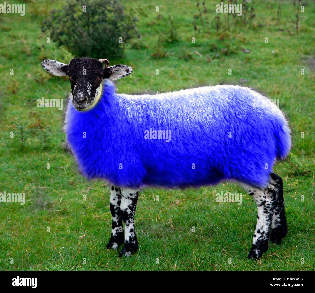 colorised sheep Stock Photo