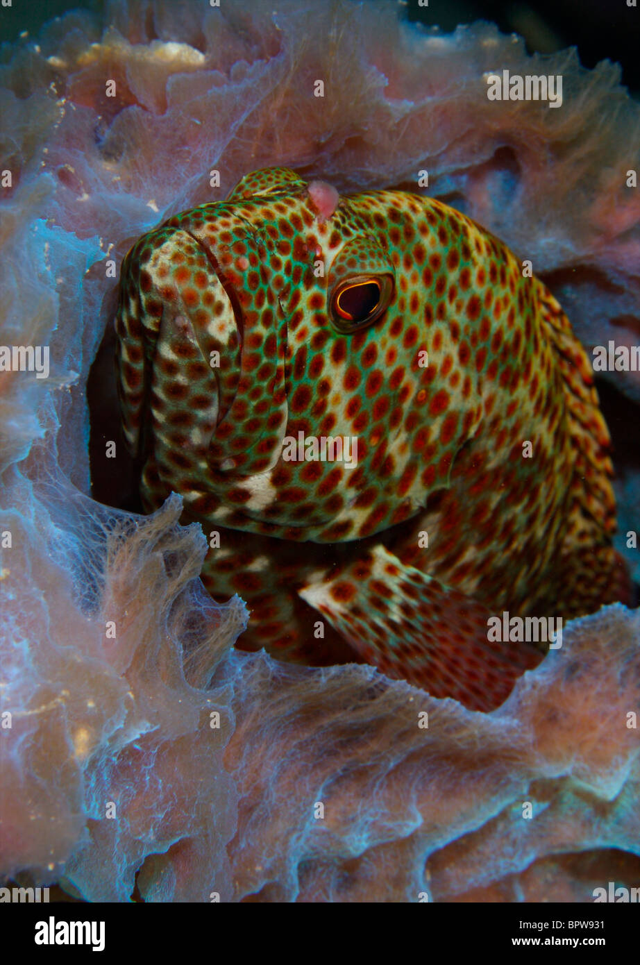 Salt water eel hi-res stock photography and images - Page 2 - Alamy