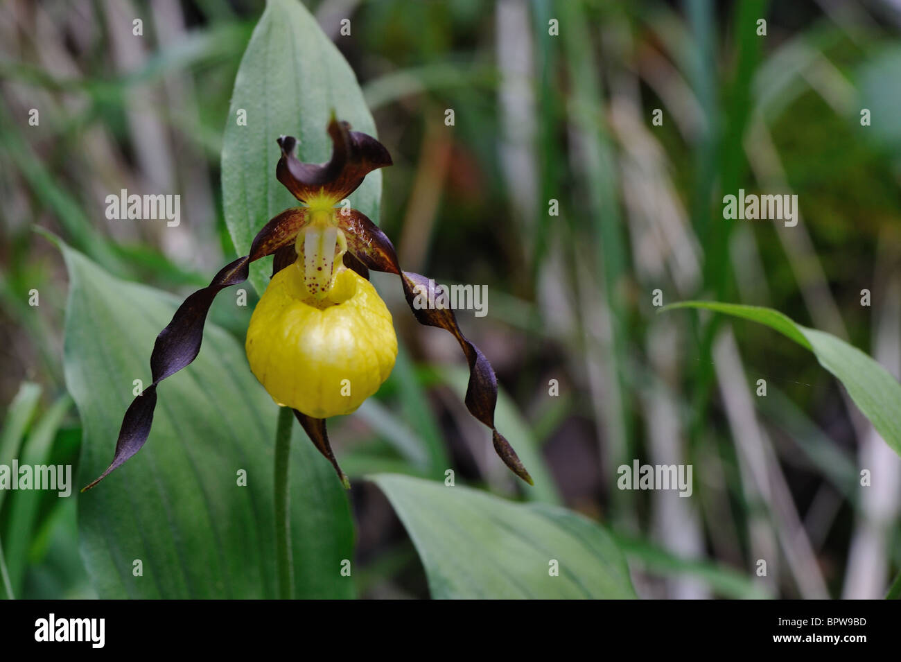 Yellow lady's slipper orchid (Cypripedium calceolus) - Flowering at spring - Cevennes - France Stock Photo