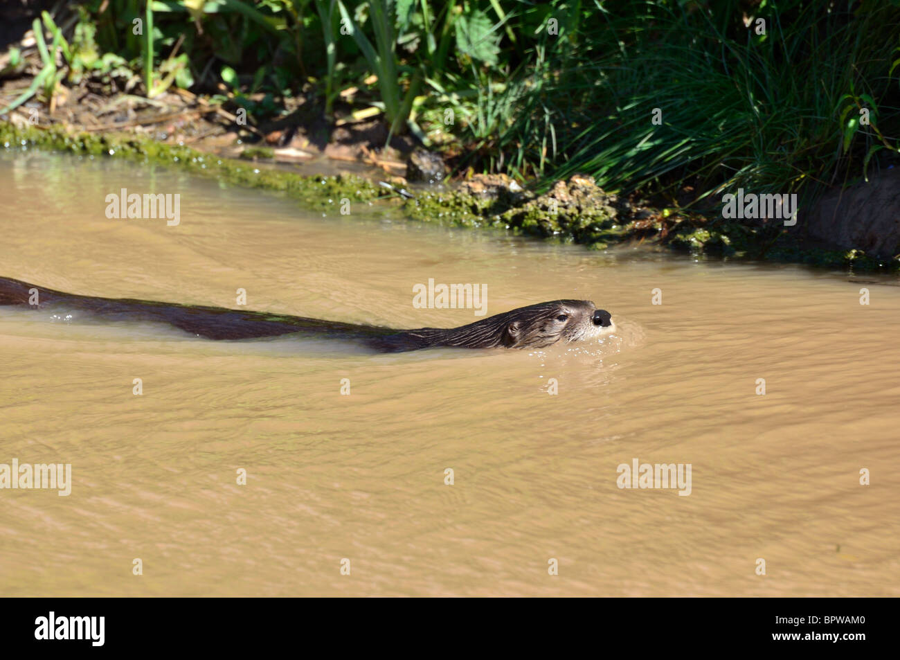 Otter swimming at Slimbridge Wildlife centre Stock Photo