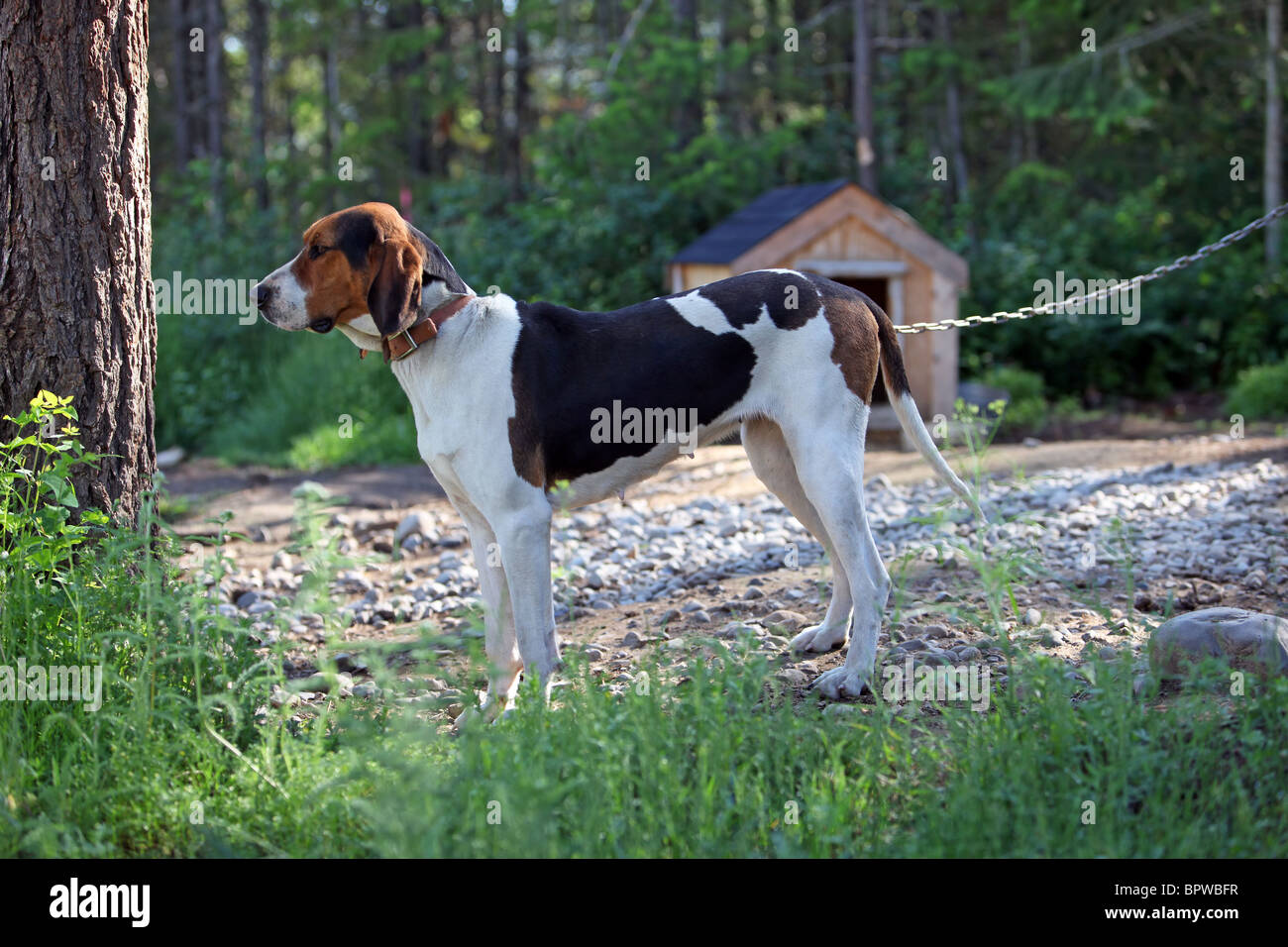 Hound dog used for hunting raccoons and bear tied with a chain to kennel. Dog standing proud. Companion and work animal. Stock Photo