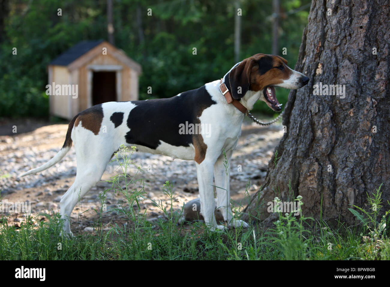 Hound dog used for hunting raccoons and bear tied with a chain to kennel. Dog yawning mouth open. Companion and work animal. Stock Photo