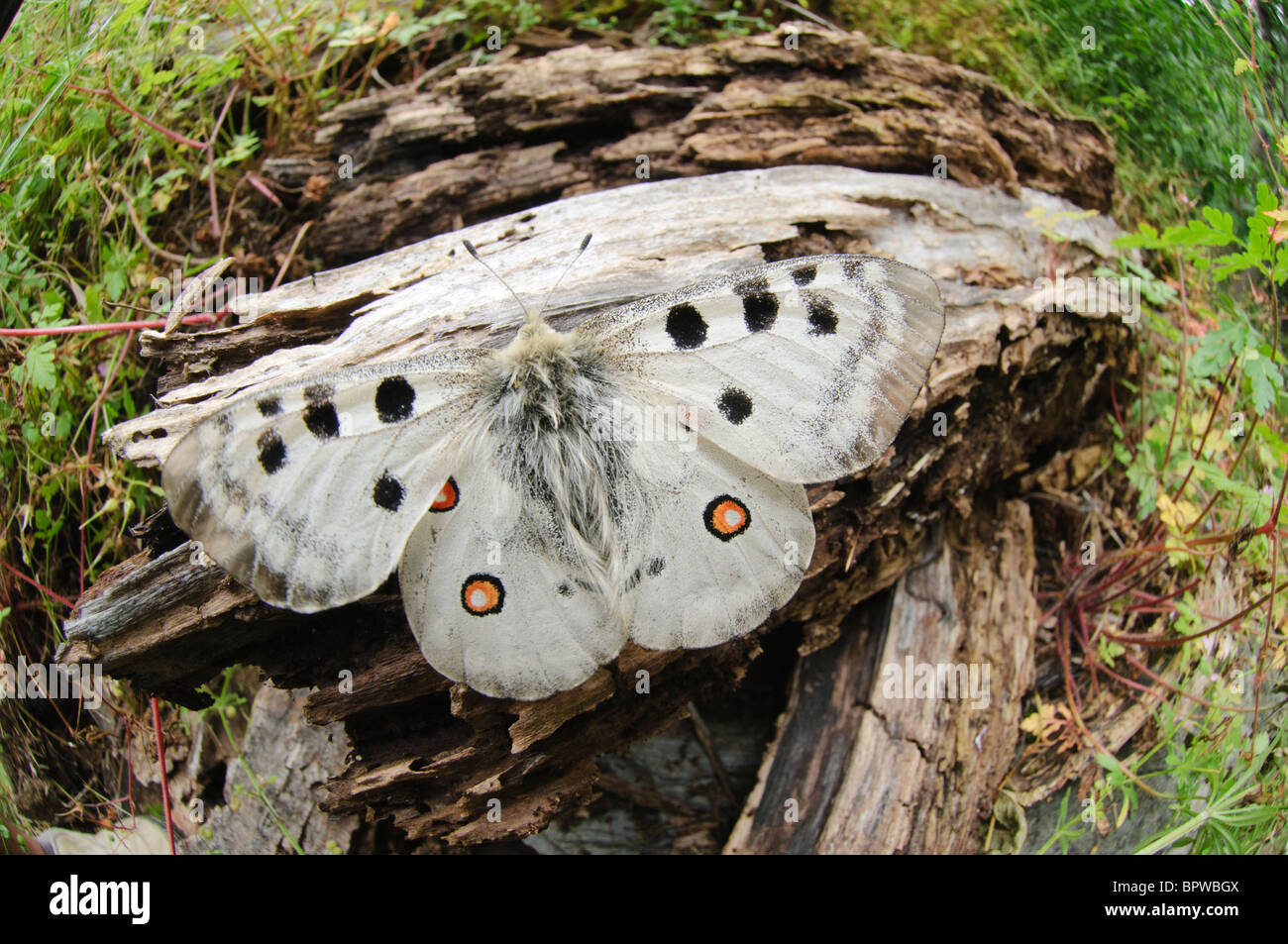 Parnassius apollo is in Southern Europe confined to high mountain areas mostly in the Pyrenees where it was confined at the end of the glacial era. It is a large, shiny, translucid and friendly species with a very distinctive flight behaviour. Stock Photo