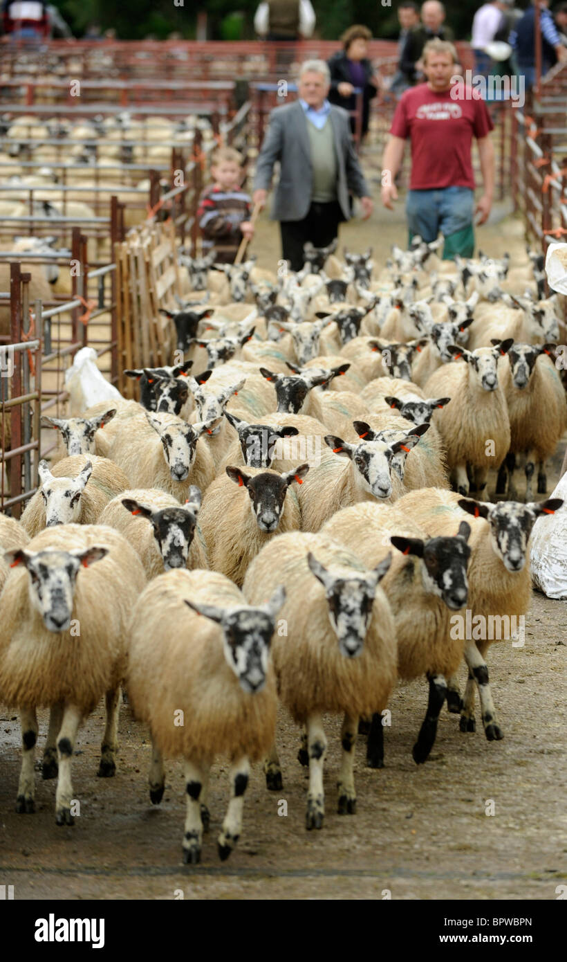 Alston Moor Day at Harrison and Hetherington Lazonby Mart, Cumbria. A