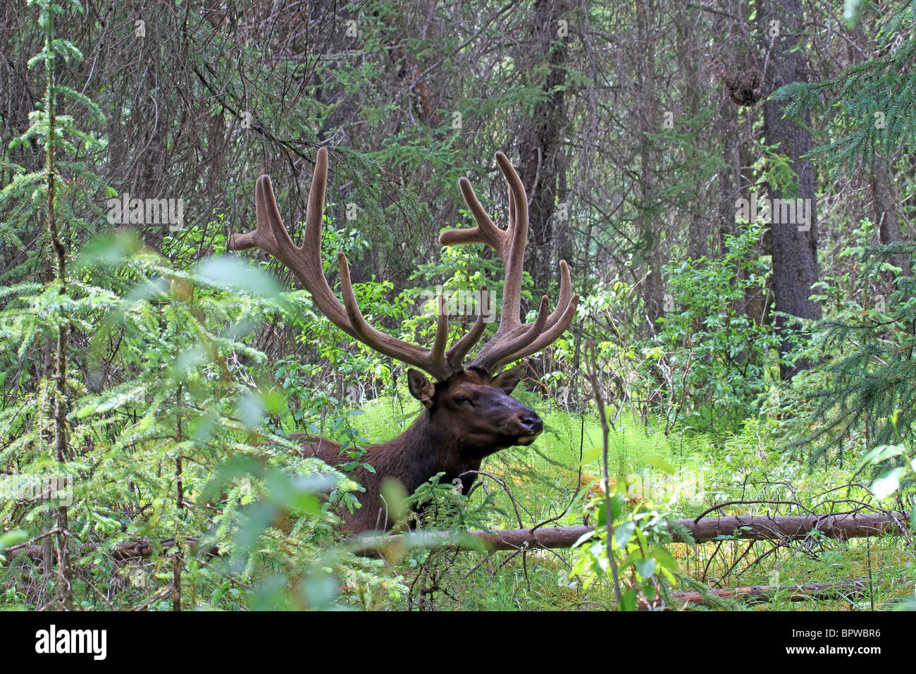 Wildlife royal Elk in a thick forest in Alberta, Canada. Antlers covered in velvet during summer. Stock Photo