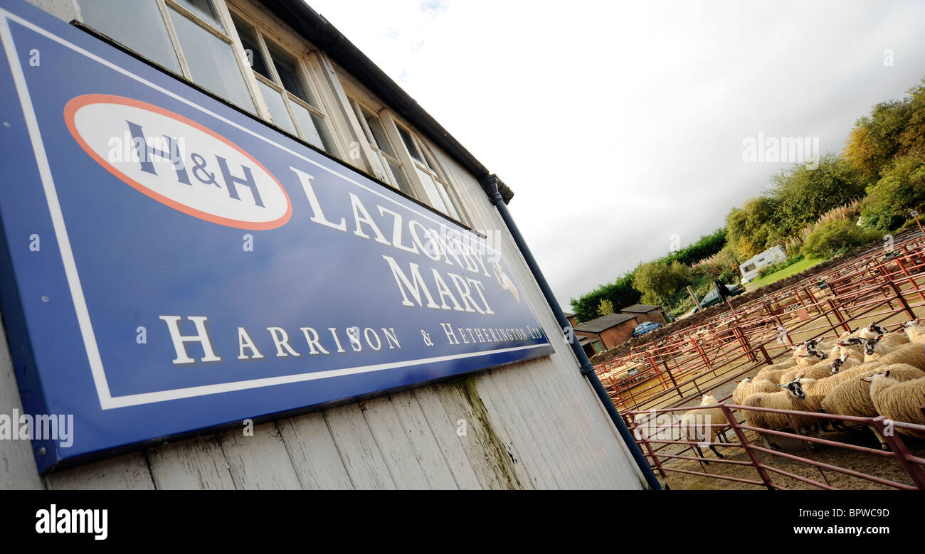Alston Moor Day at Harrison and Hetherington Lazonby Mart, Cumbria. A