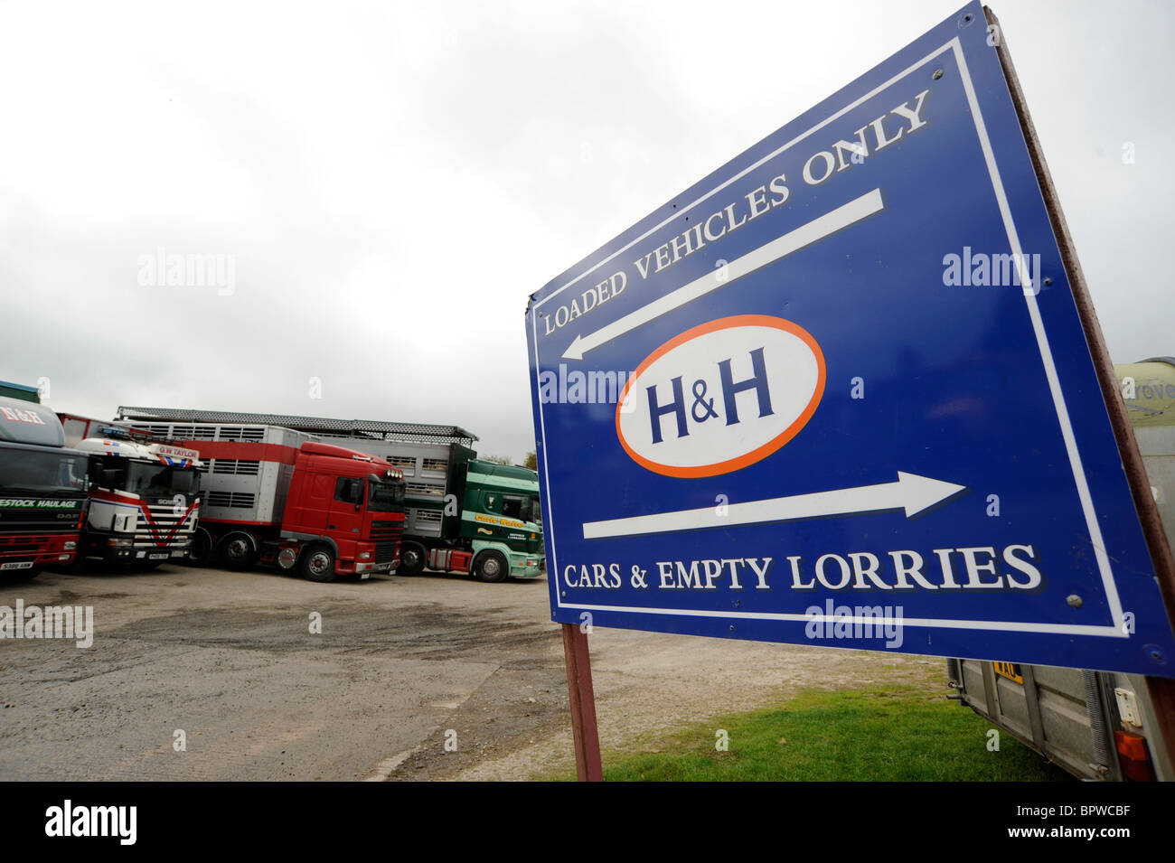 Harrison and Hetherington Lazonby Mart, Cumbria. A sale of 19,645 mule