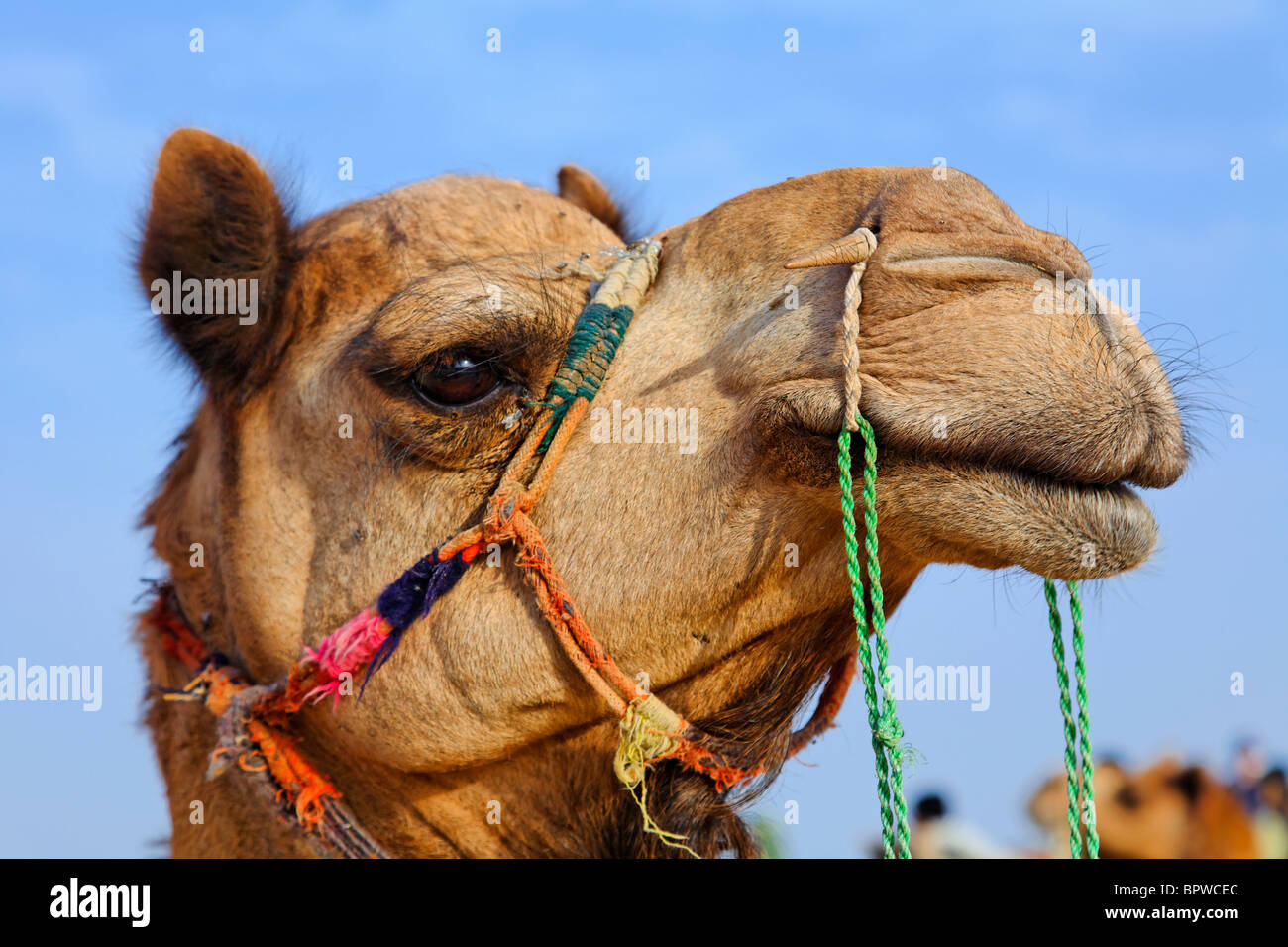 Camels in the Thar Desert near Jaisalmer, Rajasthan, India Stock Photo ...