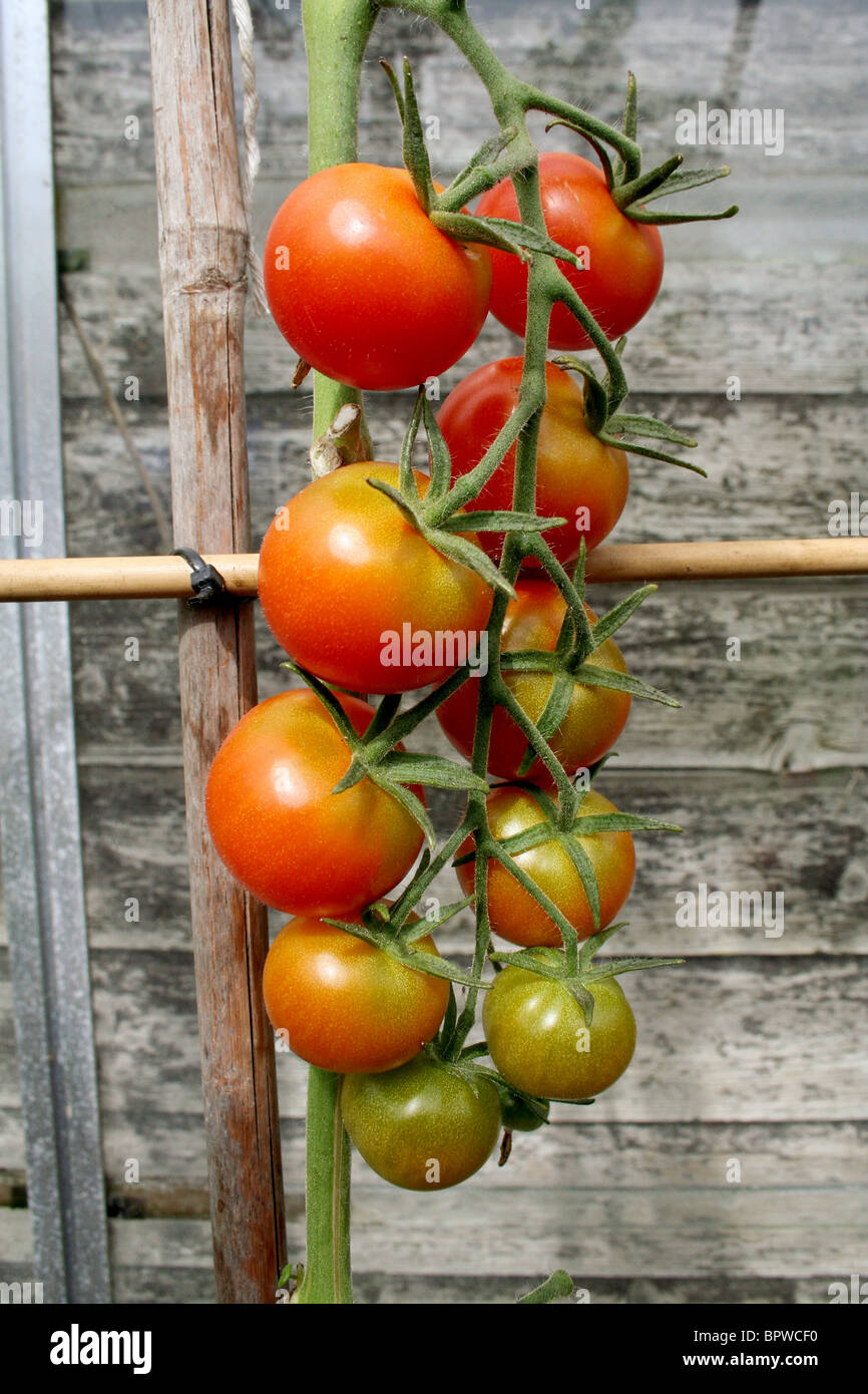 a bunch of ripening tomatoes on a vine in a greenhouse Stock Photo - Alamy