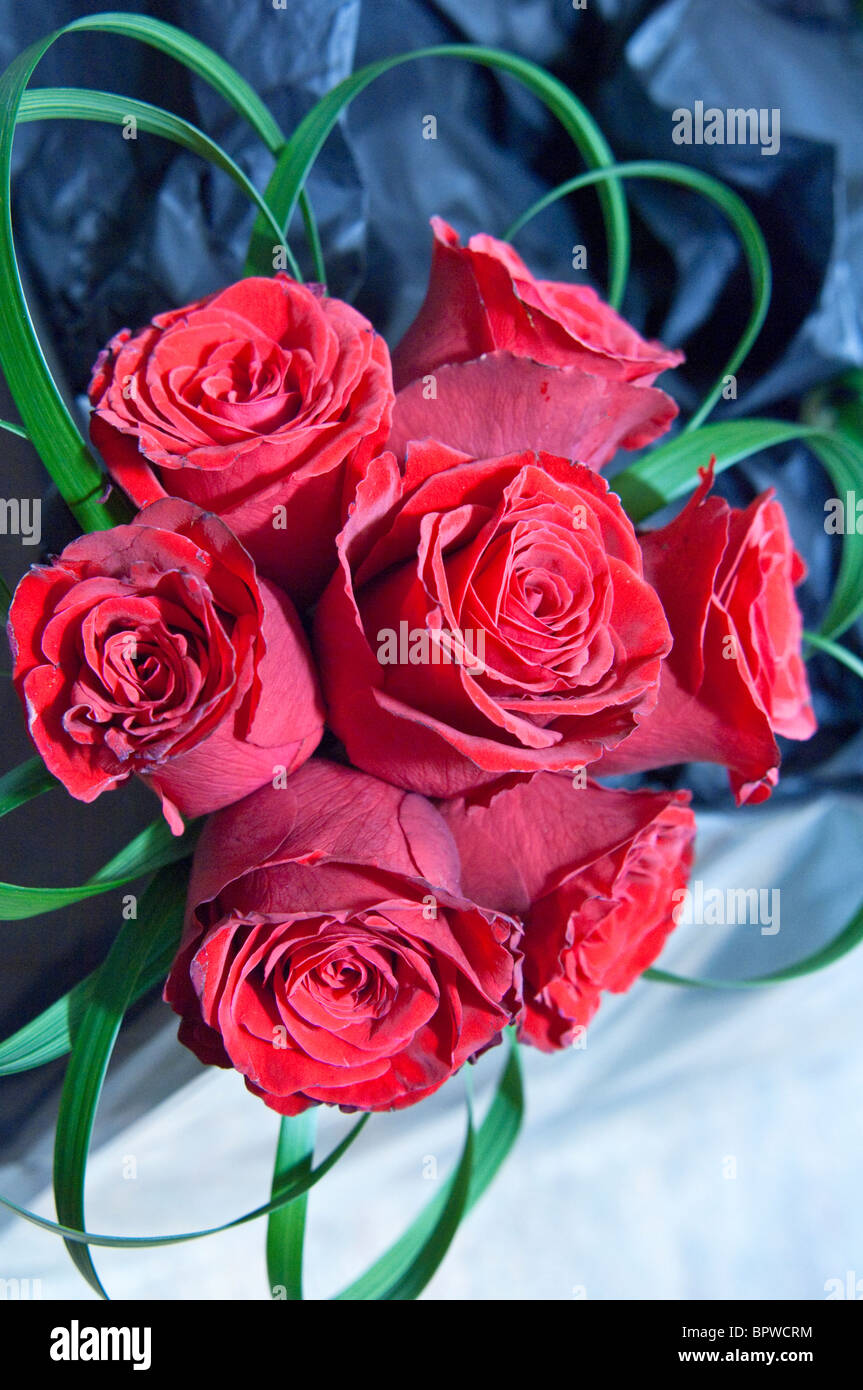 seven red roses Stock Photo