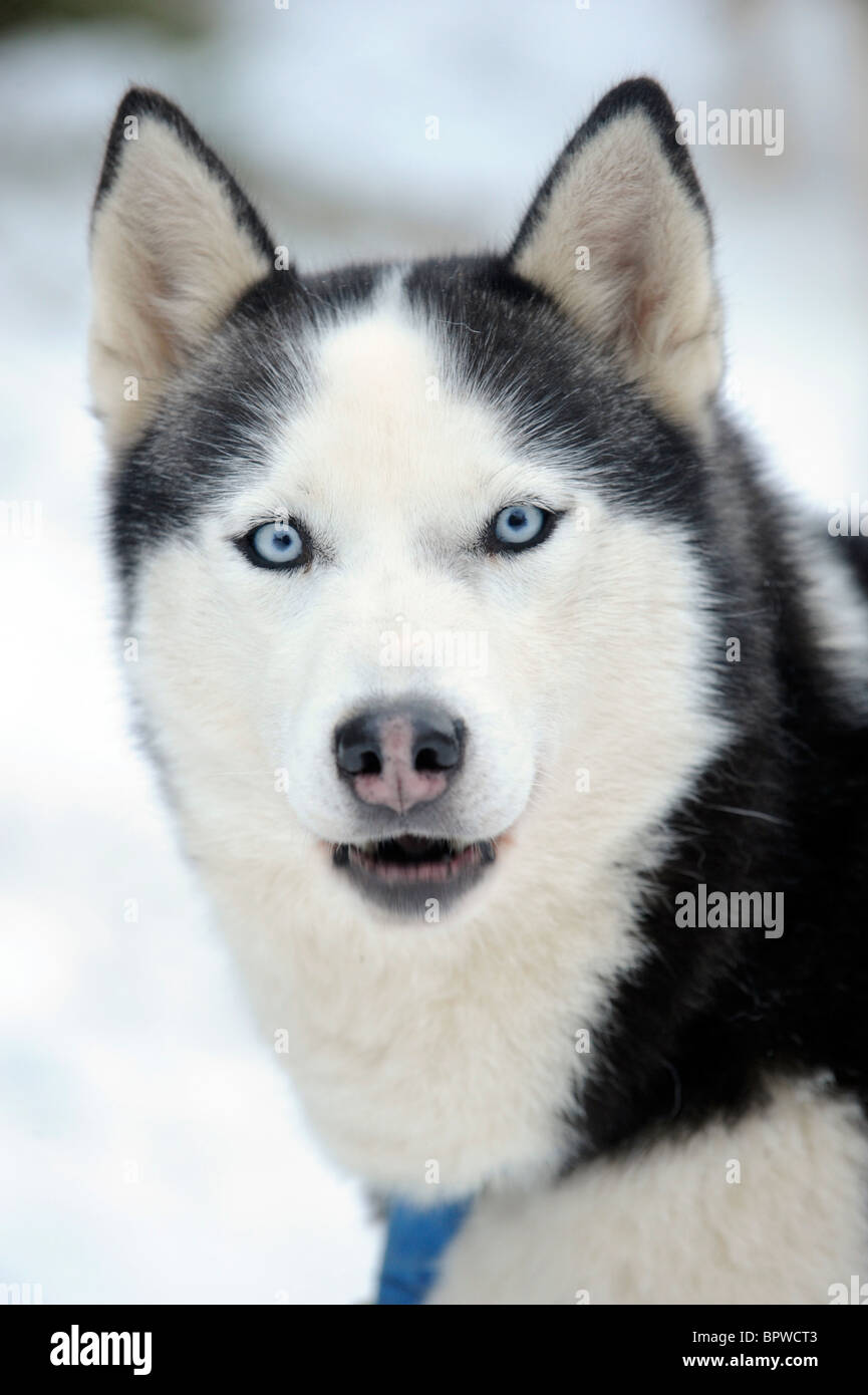 Alaskan malamute sled pulling dog in the snow hires stock photography