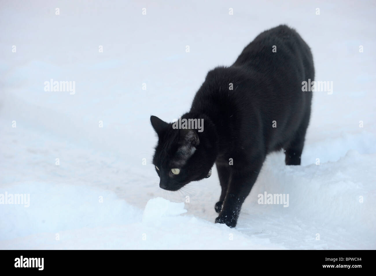 Hector the cat gets cold paws as he ventures out into the snow Stock Photo