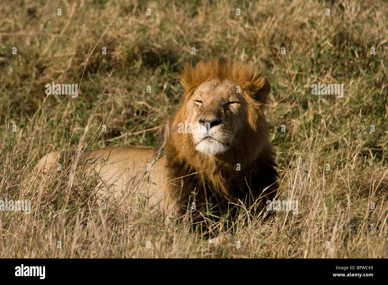 Male Lion on the Masai Mara, Kenya Stock Photo - Alamy
