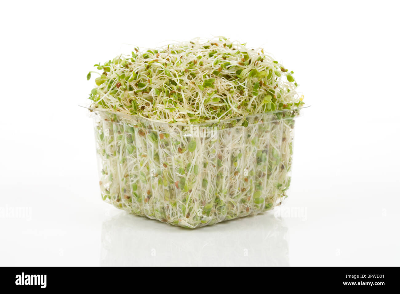 Alfalfa Sprout with white background Stock Photo